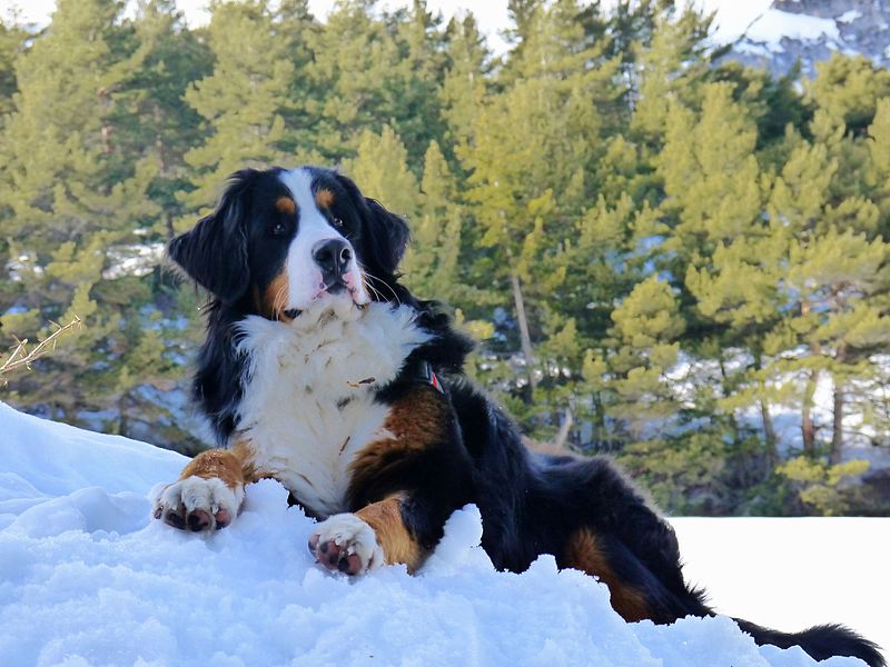 File:Bouvier bernois chien de montagne.jpg