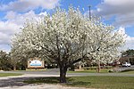 Thumbnail for File:Bradford pear tree, Reidsville.jpg