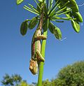 Vignette pour Bradypodion pumilum