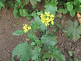Brassica juncea, or brown mustard