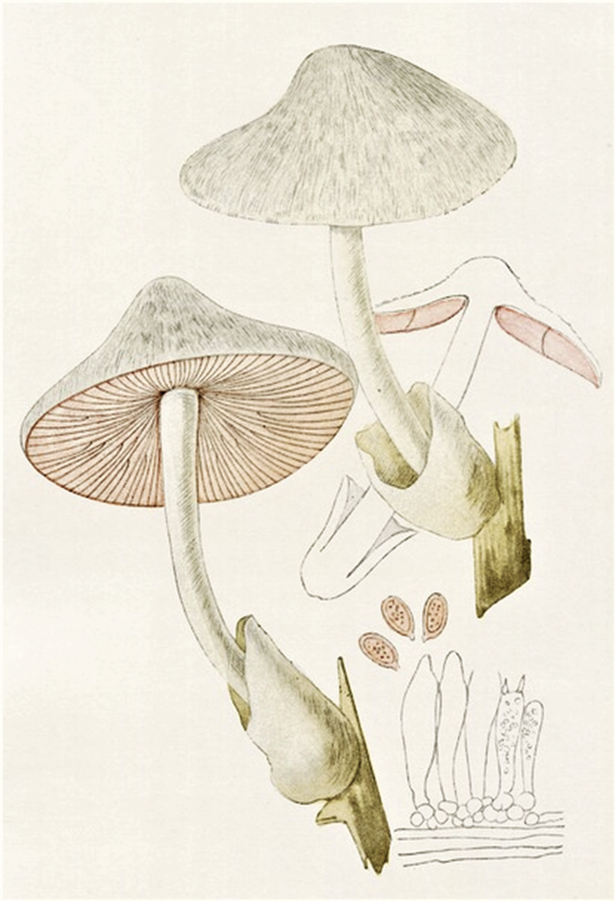 Volvariella volvacea - Wikipedia