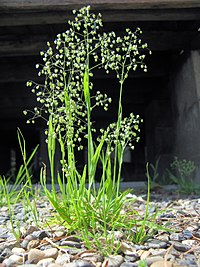 Briza minor plant3 (6975161797) (2).jpg