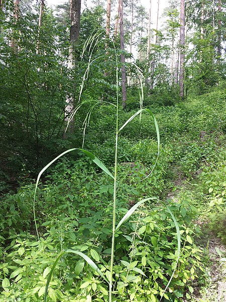 File:Bromus ramosus sl6.jpg