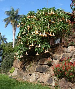 Description de l'image Brugmansia versicolor 1.jpg.