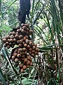 Calamus (Rattan Palme)