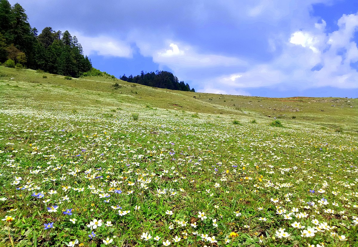 Wild flowers in Khaptad