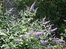 Buddleja 'Loch Inch' keř.jpg