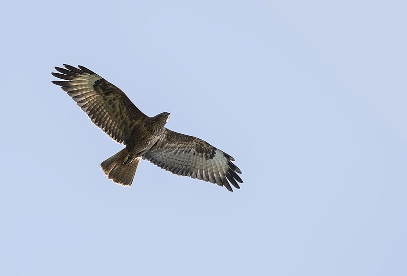 File:Buteo buteo - Common Buzzard 04.jpg