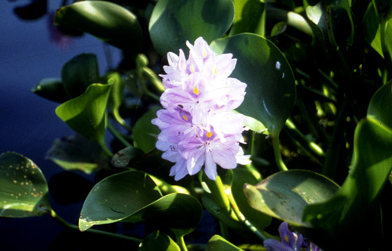 File:CSIRO ScienceImage 3281 Water hyacinth and flower.jpg