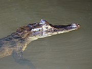 Caiman crocodilus