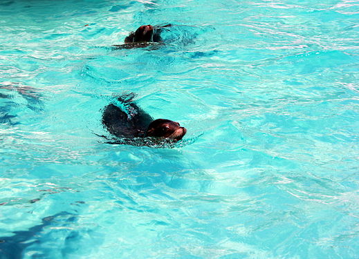 California sea lions in their element: Tierpark Hellabrunn, Munich