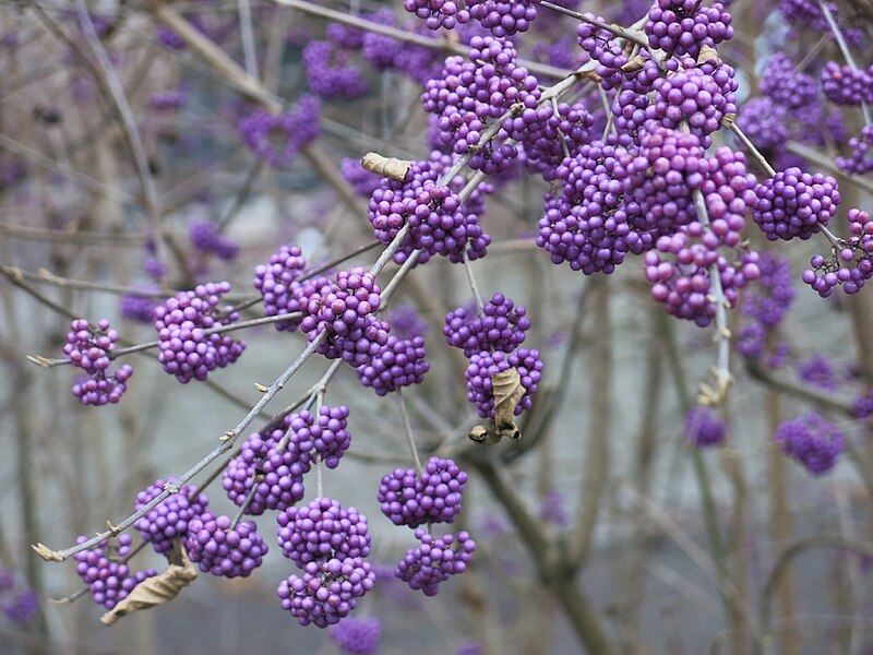 File:Callicarpa bodinieri in Strasbourg (close-up).jpg