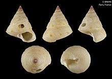 Calliostoma subalboroseum (MNHN-IM-2009-13637).jpeg