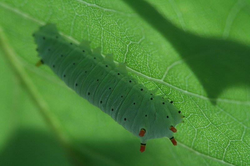 File:Callosamia angulifera.jpg