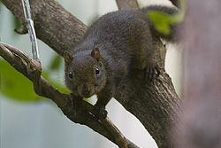 이라와디다람쥐(인도 서시킴의 칸첸중가국립공원)