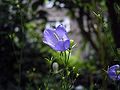 Campanula baumgartenii flower