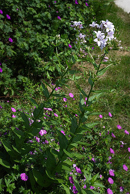 Giant Bellflower (Campanula lactiflora 'London Ann')