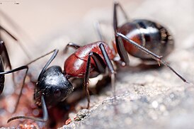 Camponotus obscuripes