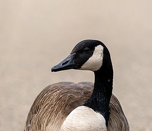 Canada goose (Branta canadensis) portrait, Fort Point Channel, Boston, Massachusetts, US