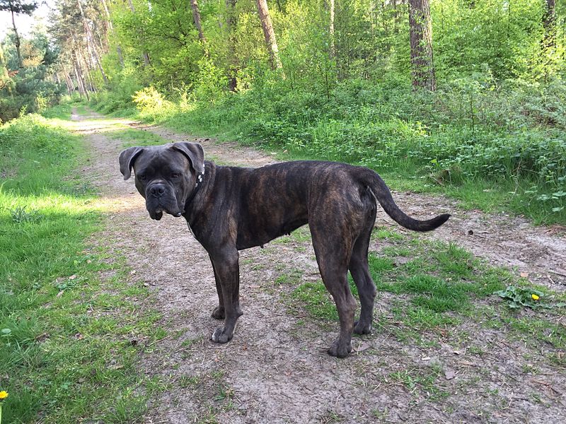 File:CaneCorsoItalianoW.jpg