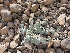 Flore De Djibouti