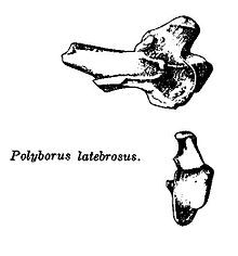 Caracara latebrosus holotype, possible senior synonym Caracara latebrosus.jpg