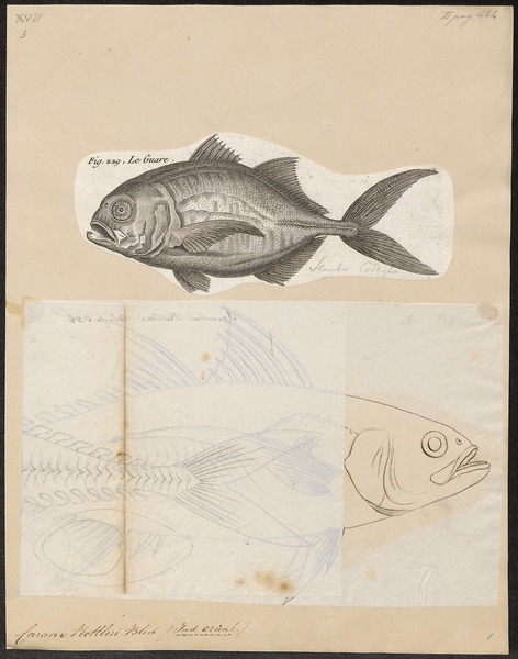 File:Caranx rottleri - 1700-1880 - Print - Iconographia Zoologica - Special Collections University of Amsterdam - UBA01 IZ13500357.tif