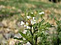 Cardamine flexuosa