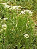 Miniatura para Lepidium draba