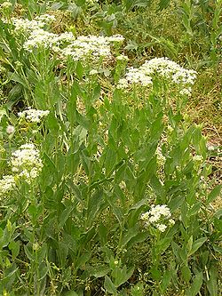 Cardaria draba 2006.05.14 12.56.18-p5140116.jpg