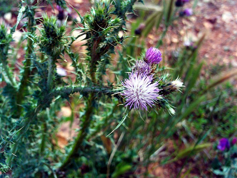 File:Carduus tenuiflorus CloseupCampodeCalatrava.jpg