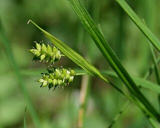 <i>Carex pallescens</i> Species of flowering plant