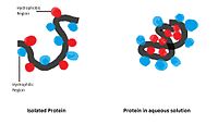 Cartoon of protein hydrophobic interaction.jpg