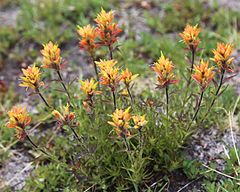 Peirsons paintbrush (Castilleja peirsonii) yellow clump