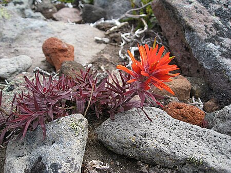 Castilleja rupicola