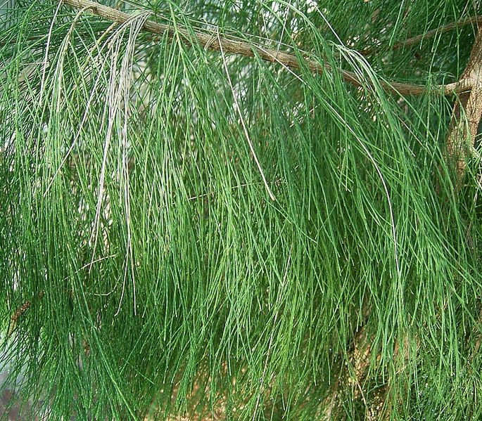 File:Casuarina equisetifolia2 ies.jpg