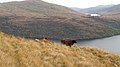 Cattle above Loch Lomond - geograph.org.uk - 1037408.jpg