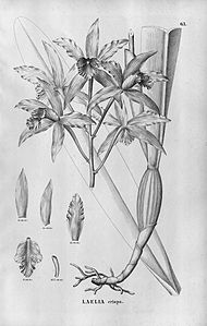 plate 63 Cattleya crispa (as syn. Laelia crispa)