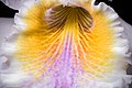 Cattleya mossiae Labellum