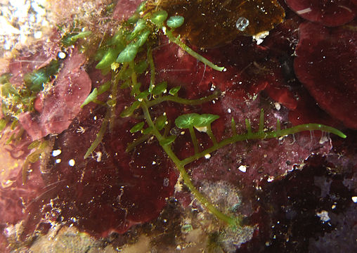 Циано. Caulerpa brachypus. Каулерпа пролифера. Зеленая водоросль каулерпа. Морской аквариум зеленые водоросли.