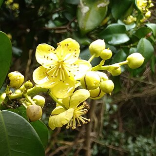 <i>Cavacoa</i> Genus of flowering plants