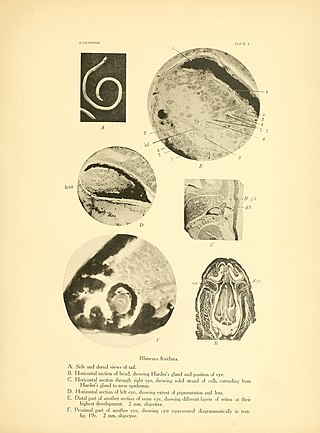 <span class="mw-page-title-main">Harderian gland</span> Gland in the eye socket of tetrapods