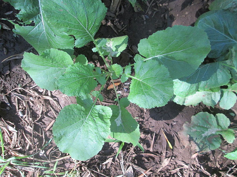 File:Cavuliceddu - Brassica fruticulosa.JPG