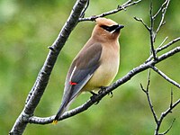 Waxwing, Cedar Bombycilla cedrorum