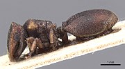 Thumbnail for Cephalotes fossithorax