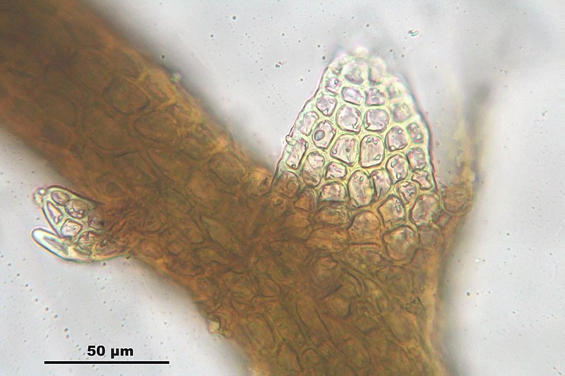 File:Cephaloziella divaricata (a, 144443-481819) 4280.JPG