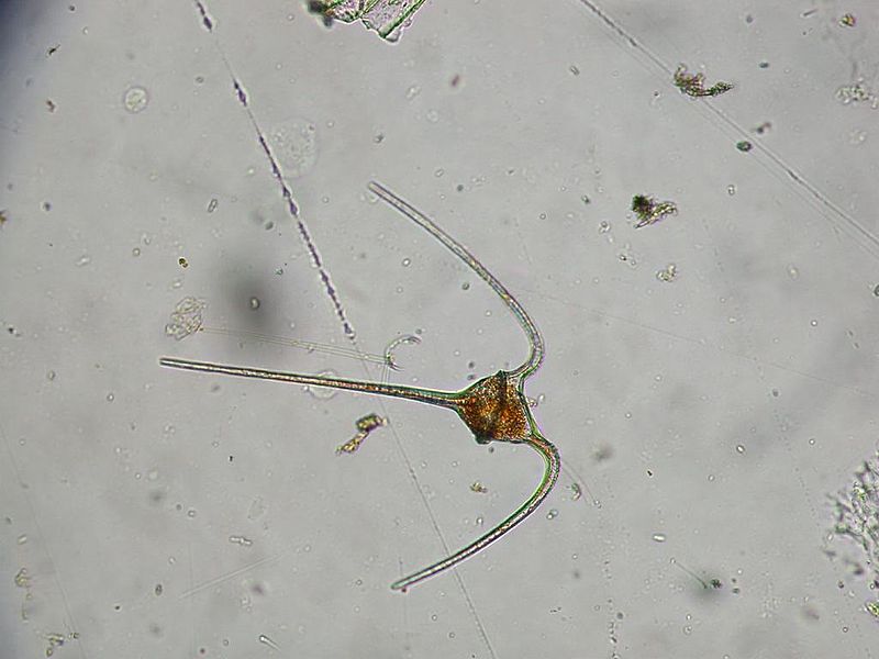 File:Ceratium sp umitunoobimusi.jpg