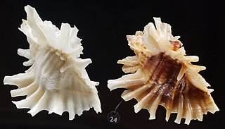 <i>Ceratostoma burnettii</i> Species of gastropod