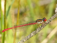 Small red damselfly CeriagrionTenellumBrunssumerHeide.JPG