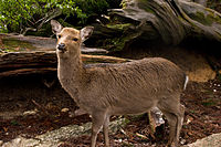 Sikahirsch – Wikipedia